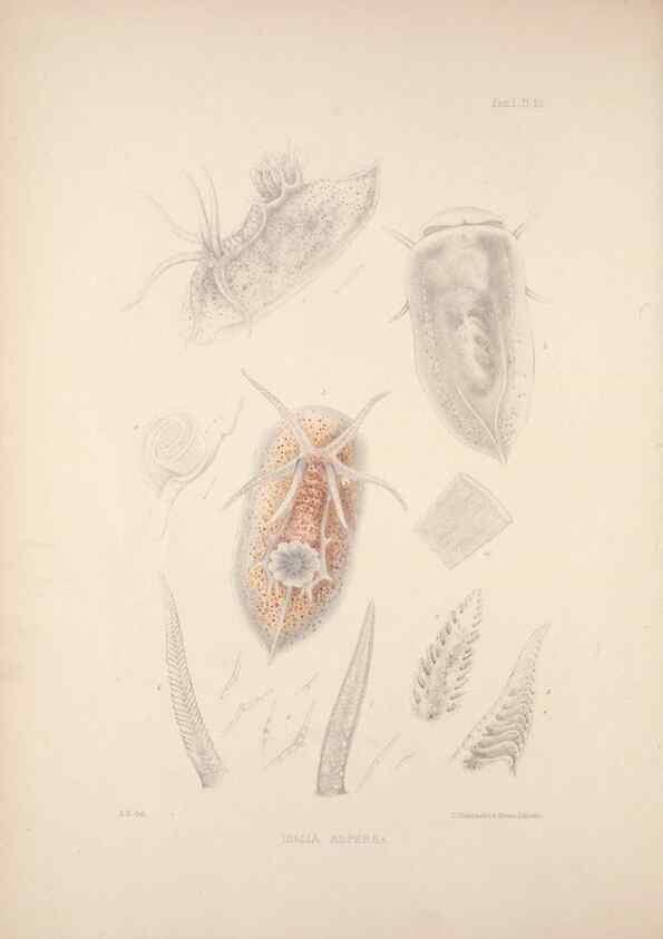 Reproducción/Reproduction 35594146906: A monograph of the British nudibranchiate Mollusca :. London :Printed for the Ray Society,1845-1910.