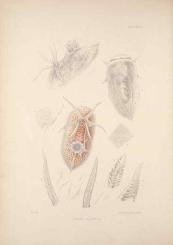 Reproducción/Reproduction 35594146906: A monograph of the British nudibranchiate Mollusca :. London :Printed for the Ray Society,1845-1910.