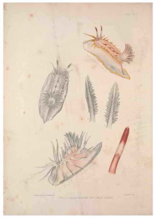 Reproducción/Reproduction 35594150476: A monograph of the British nudibranchiate Mollusca :. London :Printed for the Ray Society,1845-1910.