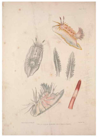 Reproducción/Reproduction 35594150476: A monograph of the British nudibranchiate Mollusca :. London :Printed for the Ray Society,1845-1910.