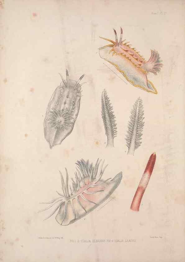 Reproducción/Reproduction 35594150476: A monograph of the British nudibranchiate Mollusca :. London :Printed for the Ray Society,1845-1910.
