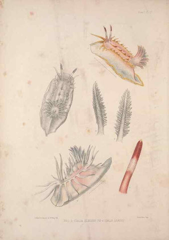 Reproducción/Reproduction 35594150476: A monograph of the British nudibranchiate Mollusca :. London :Printed for the Ray Society,1845-1910.