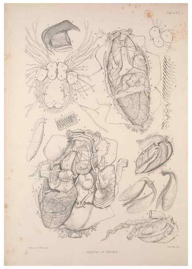 Reproducción/Reproduction 35594152936: A monograph of the British nudibranchiate Mollusca :. London :Printed for the Ray Society,1845-1910.
