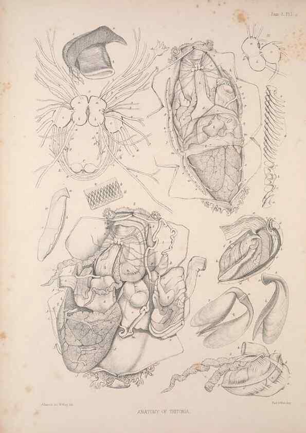 Reproducción/Reproduction 35594152936: A monograph of the British nudibranchiate Mollusca :. London :Printed for the Ray Society,1845-1910.
