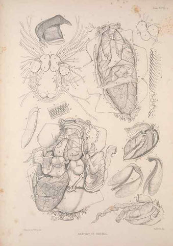 Reproducción/Reproduction 35594152936: A monograph of the British nudibranchiate Mollusca :. London :Printed for the Ray Society,1845-1910.