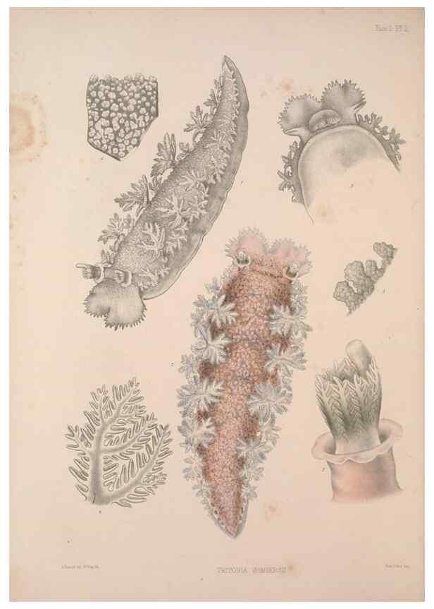 Reproducción/Reproduction 35594156626: A monograph of the British nudibranchiate Mollusca :. London :Printed for the Ray Society,1845-1910.