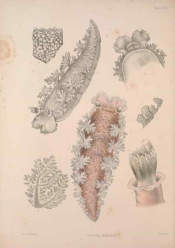 Reproducción/Reproduction 35594156626: A monograph of the British nudibranchiate Mollusca :. London :Printed for the Ray Society,1845-1910.