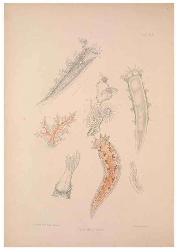 Reproducción/Reproduction 35594158976: A monograph of the British nudibranchiate Mollusca :. London :Printed for the Ray Society,1845-1910.