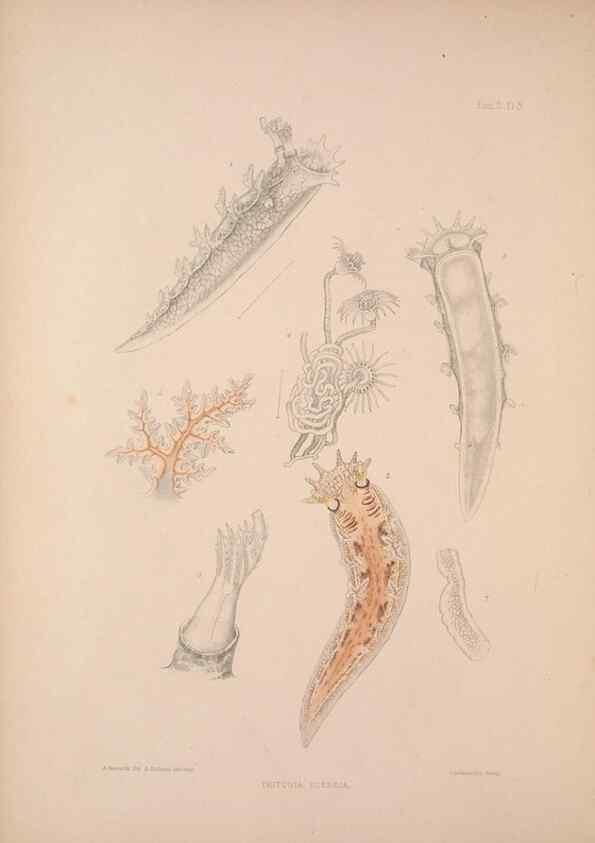Reproducción/Reproduction 35594158976: A monograph of the British nudibranchiate Mollusca :. London :Printed for the Ray Society,1845-1910.