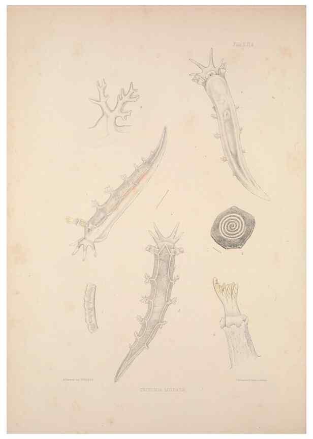 Reproducción/Reproduction 35594160486: A monograph of the British nudibranchiate Mollusca :. London :Printed for the Ray Society,1845-1910.