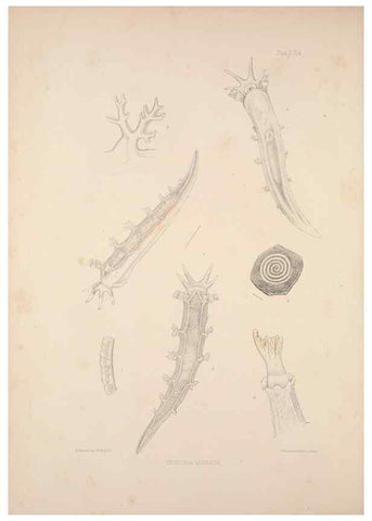 Reproducción/Reproduction 35594160486: A monograph of the British nudibranchiate Mollusca :. London :Printed for the Ray Society,1845-1910.