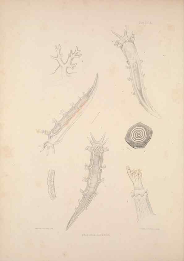 Reproducción/Reproduction 35594160486: A monograph of the British nudibranchiate Mollusca :. London :Printed for the Ray Society,1845-1910.