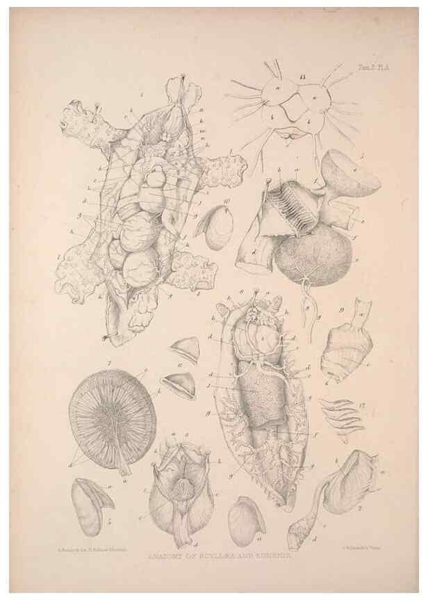Reproducción/Reproduction 35633236045: A monograph of the British nudibranchiate Mollusca :. London :Printed for the Ray Society,1845-1910.