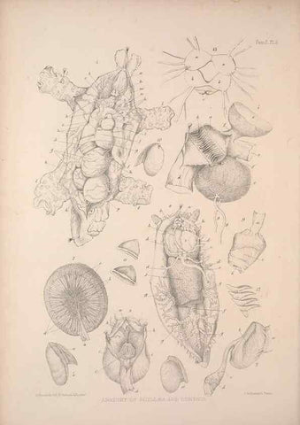 Reproducción/Reproduction 35633236045: A monograph of the British nudibranchiate Mollusca :. London :Printed for the Ray Society,1845-1910.