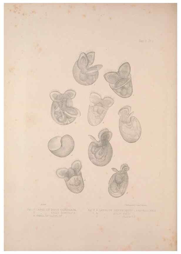 Reproducción/Reproduction 35633237595: A monograph of the British nudibranchiate Mollusca :. London :Printed for the Ray Society,1845-1910.