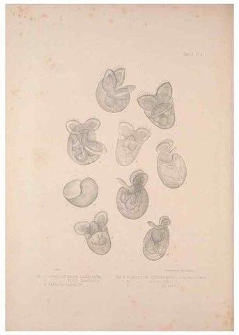 Reproducción/Reproduction 35633237595: A monograph of the British nudibranchiate Mollusca :. London :Printed for the Ray Society,1845-1910.