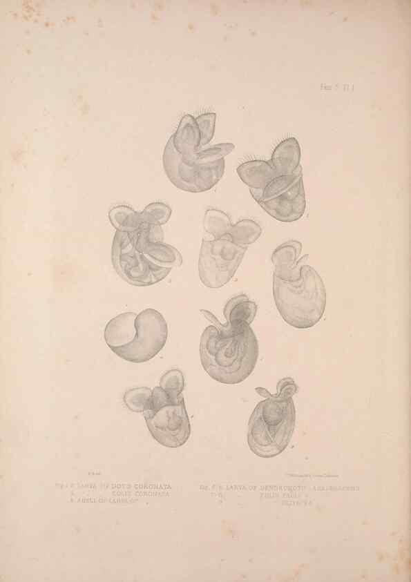 Reproducción/Reproduction 35633237595: A monograph of the British nudibranchiate Mollusca :. London :Printed for the Ray Society,1845-1910.