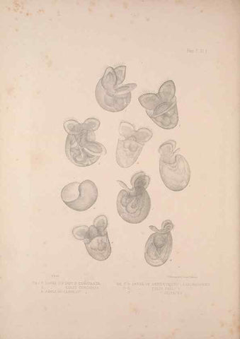 Reproducción/Reproduction 35633237595: A monograph of the British nudibranchiate Mollusca :. London :Printed for the Ray Society,1845-1910.