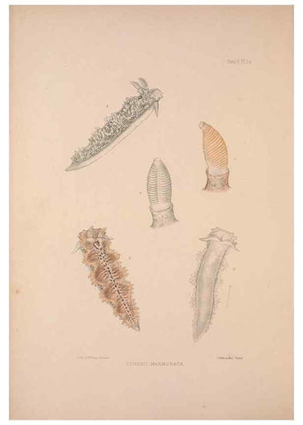 Reproducción/Reproduction 35594164146: A monograph of the British nudibranchiate Mollusca :. London :Printed for the Ray Society,1845-1910.