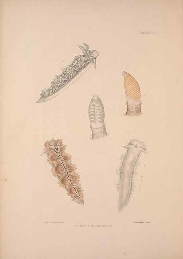Reproducción/Reproduction 35594164146: A monograph of the British nudibranchiate Mollusca :. London :Printed for the Ray Society,1845-1910.