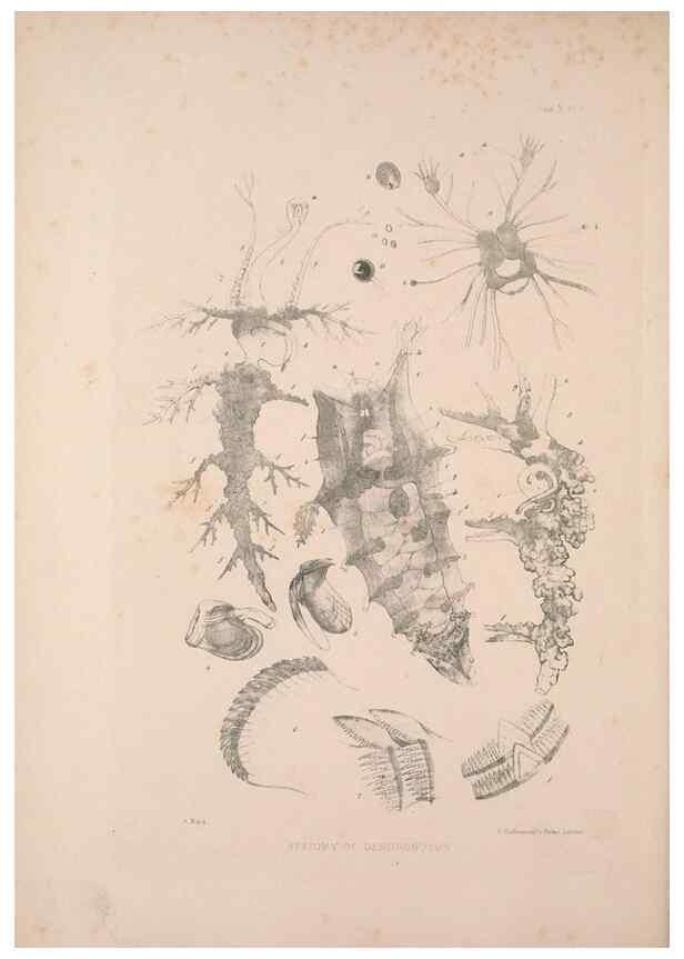 Reproducción/Reproduction 35594165326: A monograph of the British nudibranchiate Mollusca :. London :Printed for the Ray Society,1845-1910.