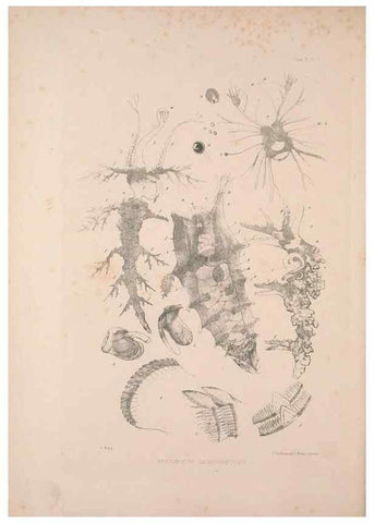 Reproducción/Reproduction 35594165326: A monograph of the British nudibranchiate Mollusca :. London :Printed for the Ray Society,1845-1910.
