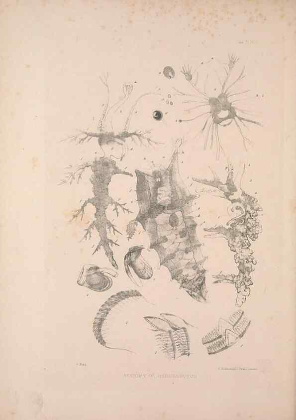 Reproducción/Reproduction 35594165326: A monograph of the British nudibranchiate Mollusca :. London :Printed for the Ray Society,1845-1910.