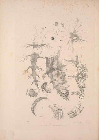 Reproducción/Reproduction 35594165326: A monograph of the British nudibranchiate Mollusca :. London :Printed for the Ray Society,1845-1910.