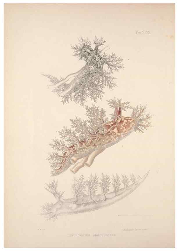 Reproducción/Reproduction 35594166846: A monograph of the British nudibranchiate Mollusca :. London :Printed for the Ray Society,1845-1910.