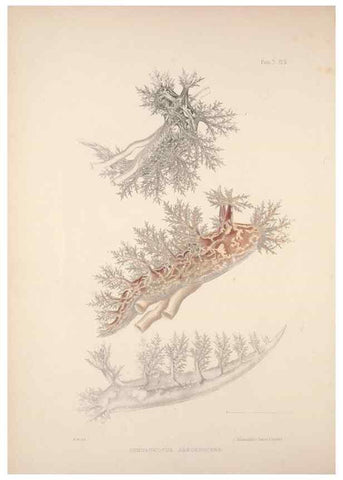 Reproducción/Reproduction 35594166846: A monograph of the British nudibranchiate Mollusca :. London :Printed for the Ray Society,1845-1910.