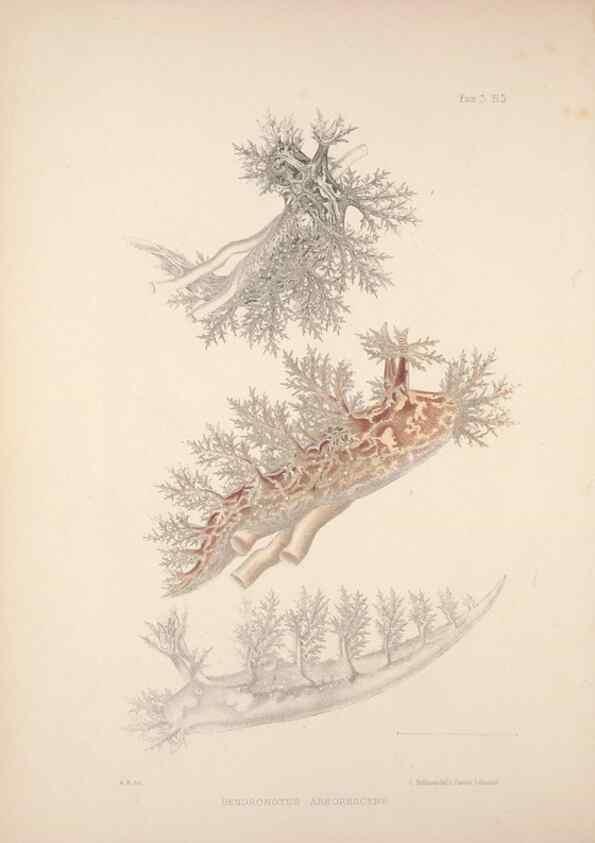 Reproducción/Reproduction 35594166846: A monograph of the British nudibranchiate Mollusca :. London :Printed for the Ray Society,1845-1910.