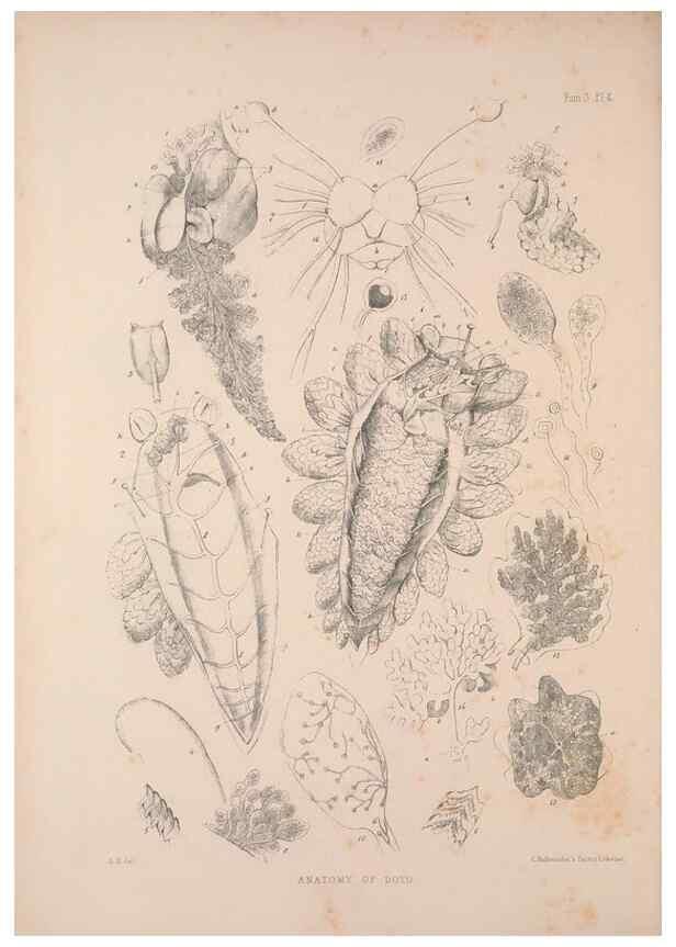 Reproducción/Reproduction 34824401823: A monograph of the British nudibranchiate Mollusca :. London :Printed for the Ray Society,1845-1910.