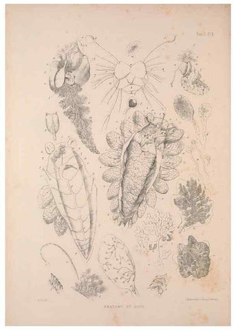 Reproducción/Reproduction 34824401823: A monograph of the British nudibranchiate Mollusca :. London :Printed for the Ray Society,1845-1910.