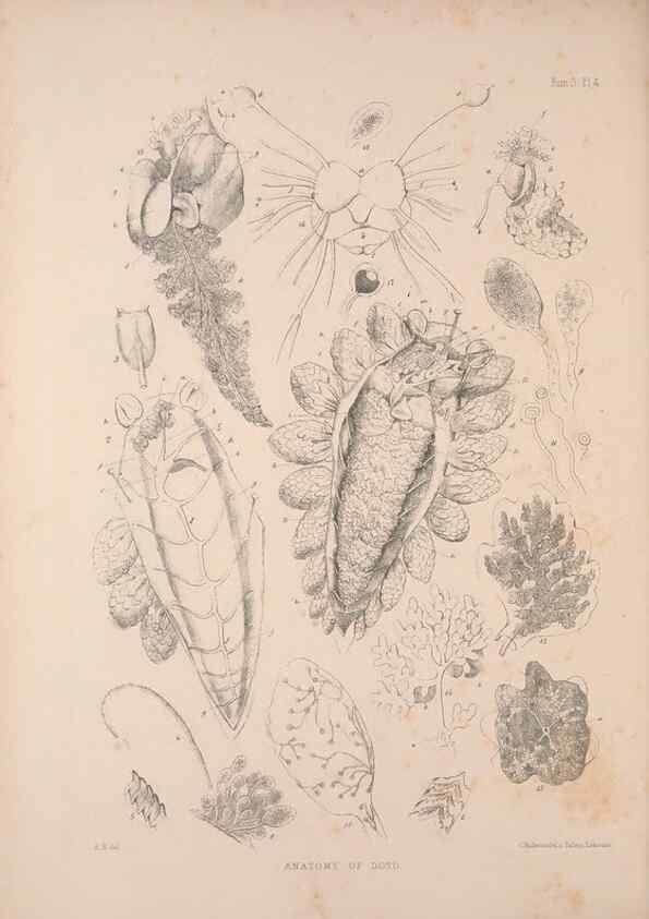 Reproducción/Reproduction 34824401823: A monograph of the British nudibranchiate Mollusca :. London :Printed for the Ray Society,1845-1910.