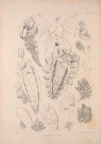 Reproducción/Reproduction 34824401823: A monograph of the British nudibranchiate Mollusca :. London :Printed for the Ray Society,1845-1910.