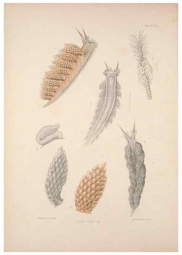 Reproducción/Reproduction 34824404603: A monograph of the British nudibranchiate Mollusca :. London :Printed for the Ray Society,1845-1910.