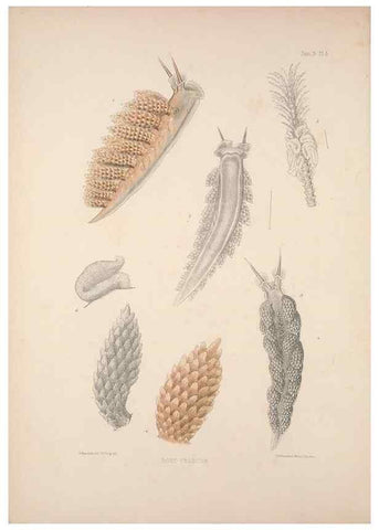 Reproducción/Reproduction 34824404603: A monograph of the British nudibranchiate Mollusca :. London :Printed for the Ray Society,1845-1910.