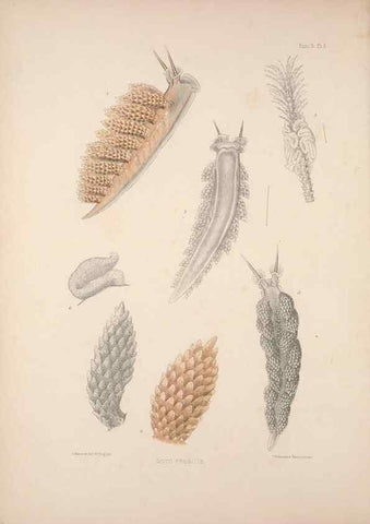 Reproducción/Reproduction 34824404603: A monograph of the British nudibranchiate Mollusca :. London :Printed for the Ray Society,1845-1910.