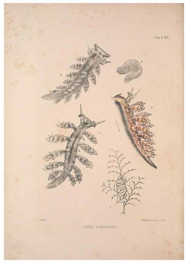 Reproducción/Reproduction 34792242114: A monograph of the British nudibranchiate Mollusca :. London :Printed for the Ray Society,1845-1910.