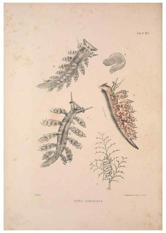 Reproducción/Reproduction 34792242114: A monograph of the British nudibranchiate Mollusca :. London :Printed for the Ray Society,1845-1910.