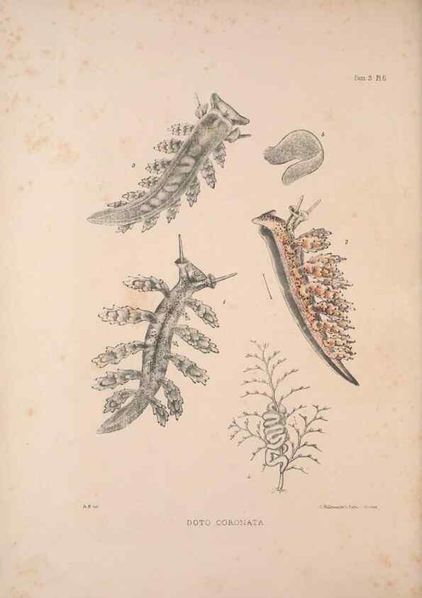 Reproducción/Reproduction 34792242114: A monograph of the British nudibranchiate Mollusca :. London :Printed for the Ray Society,1845-1910.