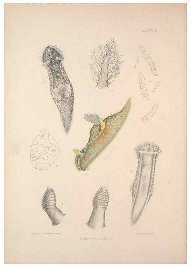 Reproducción/Reproduction 35246540640: A monograph of the British nudibranchiate Mollusca :. London :Printed for the Ray Society,1845-1910.