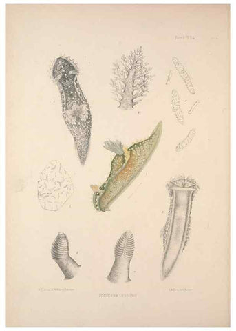 Reproducción/Reproduction 35246540640: A monograph of the British nudibranchiate Mollusca :. London :Printed for the Ray Society,1845-1910.