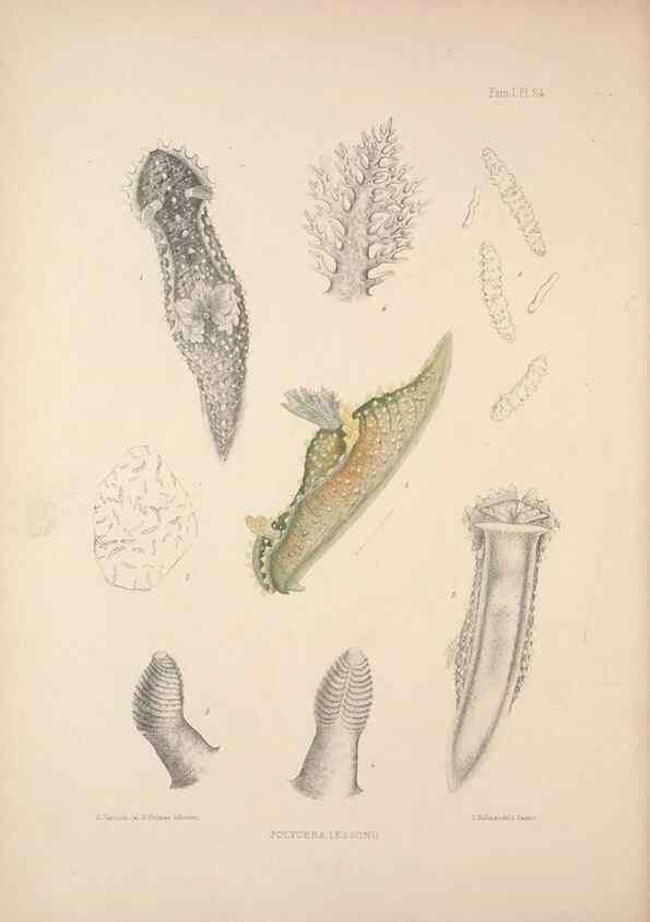 Reproducción/Reproduction 35246540640: A monograph of the British nudibranchiate Mollusca :. London :Printed for the Ray Society,1845-1910.