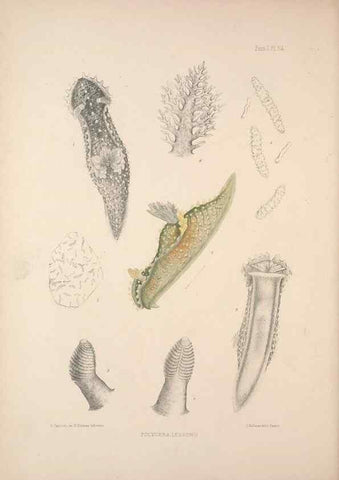 Reproducción/Reproduction 35246540640: A monograph of the British nudibranchiate Mollusca :. London :Printed for the Ray Society,1845-1910.