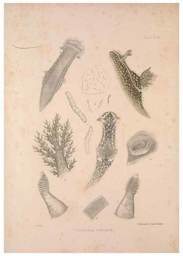 Reproducción/Reproduction 35246539050: A monograph of the British nudibranchiate Mollusca :. London :Printed for the Ray Society,1845-1910.