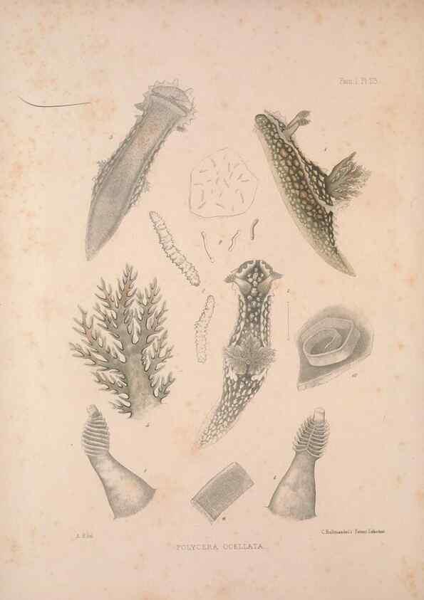 Reproducción/Reproduction 35246539050: A monograph of the British nudibranchiate Mollusca :. London :Printed for the Ray Society,1845-1910.