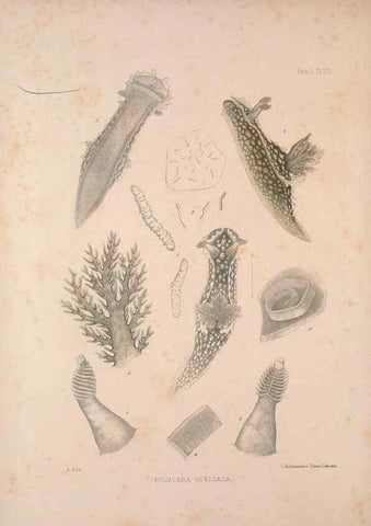 Reproducción/Reproduction 35246539050: A monograph of the British nudibranchiate Mollusca :. London :Printed for the Ray Society,1845-1910.