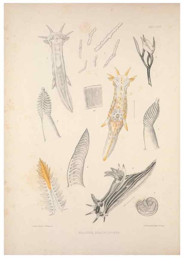 Reproducción/Reproduction 35502924381: A monograph of the British nudibranchiate Mollusca :. London :Printed for the Ray Society,1845-1910.