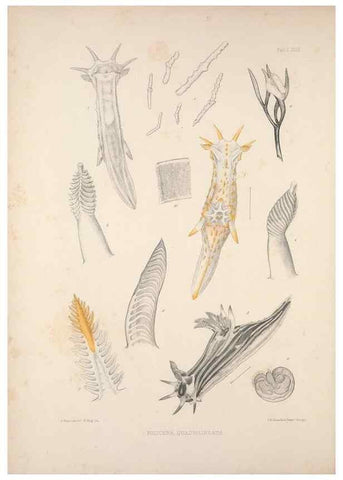 Reproducción/Reproduction 35502924381: A monograph of the British nudibranchiate Mollusca :. London :Printed for the Ray Society,1845-1910.